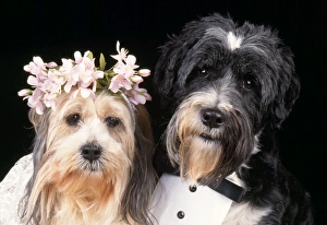 <b class=qtipBold><figcaption>Dog - wedding</figcaption></b><br>JD-11604E Dog - wedding John Daniels Please note that prints are for personal display purposes only and may not be reproduced in any way.<br><em>© John Daniels / ardea.com</em> Dog - wedding