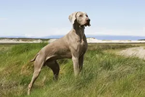 Weimaraners Prints: Dog - Weimaraner