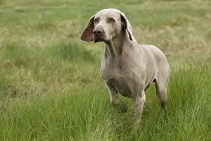 Dog - Weimaraner