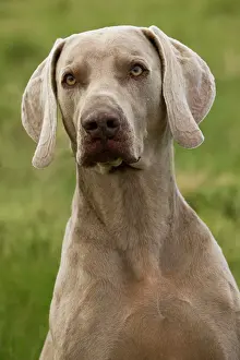 Weimaraners Prints: Dog - Weimaraner