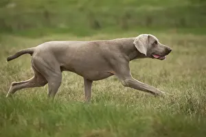 Dog - Weimaraner