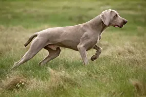 Dog - Weimaraner