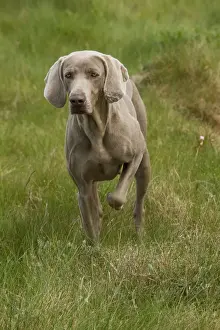 Dog - Weimaraner