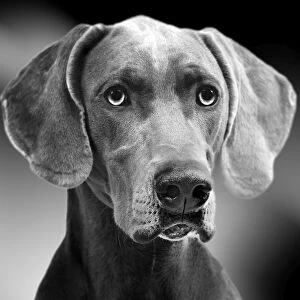Images Dated 9th July 2008: Dog - Weimaraner. Black & White