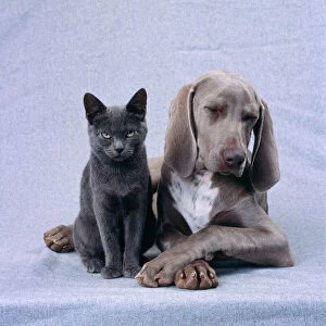 DOG - Weimaraner with Blue Cat