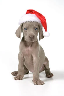 DOG. Weimaraner with Christmas hat on