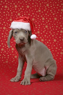 DOG. Weimaraner with Christmas hat on in front of Christmas background DOG. Weimaraner with Christmas hat on in front of Christmas background