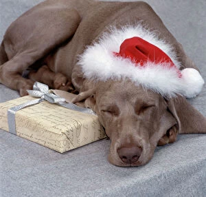 Hats Collection: Dog Weimaraner dog asleep wearing Christmas hat