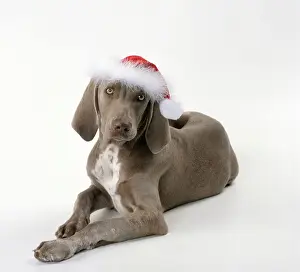Hats Prints: Dog Weimaraner dog wearing Christmas hat
