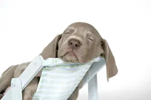 Deckchair Prints: DOG. Weimaraner laying in deck chair