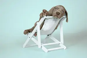 Girl's Bedroom Prints: DOG. Weimaraner laying in deck chair