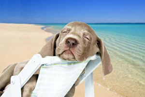 DOG. Weimaraner laying in deck chair on beach. Digital