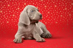 DOG. Weimaraner laying infront of Christmas background