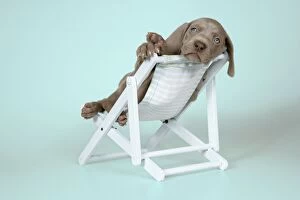 DOG. Weimaraner lying in deck chair