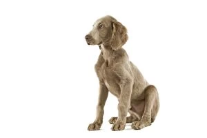 Dog - Weimaraner - puppy. Also know as Weimaraner Vorstehhund or Braque de Weimar (French)