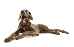 Weimaraners Prints: Dog - Weimaraner - puppy. Also know as Weimaraner Vorstehhund or Braque de Weimar (French)