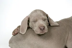 DOG. Weimaraner resting head on back of another weimaraner
