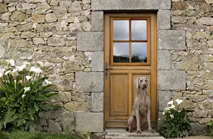 Doors Prints: Dog - Weimaraner sitting outside house