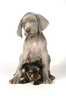 Yorkshire Terriers Prints: DOG. Weimaraner sitting on top of Yorkshire terrier