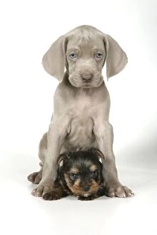 Images Dated 11th October 2006: DOG. Weimaraner sitting on top of Yorkshire terrier