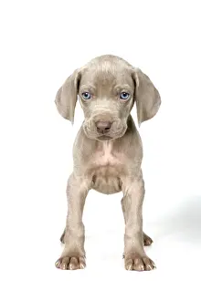 Weimaraners Prints: DOG. Weimaraner standing up