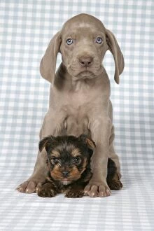 DOG. Weimaraner and Yorkshire terrier on blanket