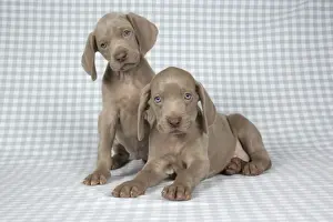 DOG. Two weimaraners on blanket