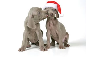 DOG. Two weimaraners, one with Christmas hat on
