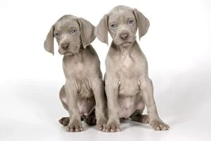 Images Dated 11th October 2006: DOG. Two weimaraners sitting