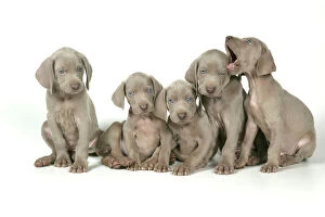 DOG. Five Weimaraners sitting in a line