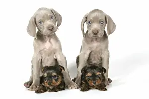 Yorkshire Terriers Prints: DOG. Two weimaraners sitting on top of Yorkshire terriers