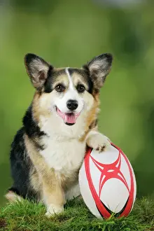 Sport Prints: DOG. Welsg corgi and rubgy ball