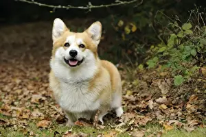 DOG. Welsh corgi in autumn leaves