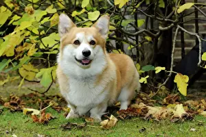 DOG. Welsh corgi in autumn leaves