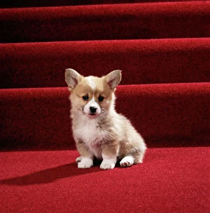 DOG - Welsh Corgi, puppy on stairs, studio shot
