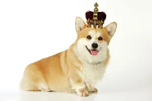 Happy Prints: DOG. Welsh corgi wearing crown and pearls
