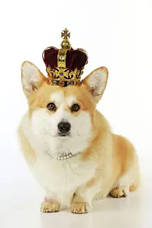 Hats Prints: DOG. Welsh corgi wearing crown and pearls