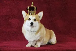 DOG. Welsh corgi wearing crown and pearls