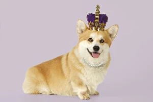 Images Dated 14th October 2009: Dog - Welsh Corgi wearing crown and pearls Manipulated Image: Pearls added. Background colour added