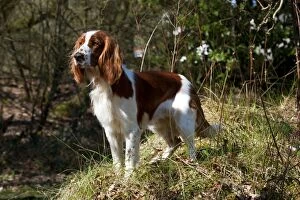 Images Dated 19th March 2012: DOG - Welsh springer spaniel
