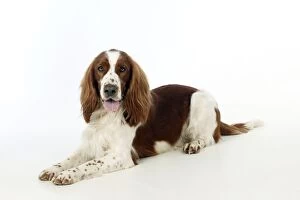 Images Dated 19th March 2012: DOG - Welsh springer spaniel laying down