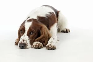Images Dated 19th March 2012: DOG - Welsh springer spaniel laying down