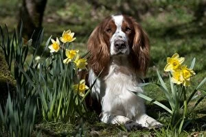 Images Dated 19th March 2012: DOG - Welsh springer spaniel laying by daffodils
