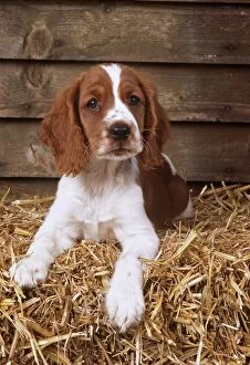 Brown And White Gallery: DOG - Welsh Springer Spaniel, Lying on hay