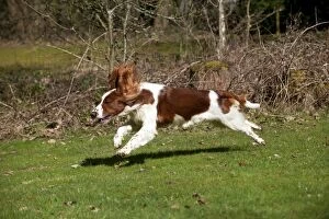 Images Dated 19th March 2012: DOG - Welsh springer spaniel running