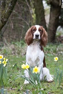 Images Dated 19th March 2012: DOG - Welsh springer spaniel sitting by daffodils