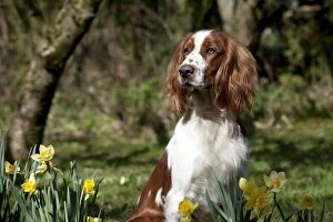 Images Dated 19th March 2012: DOG - Welsh springer spaniel sitting by daffodils