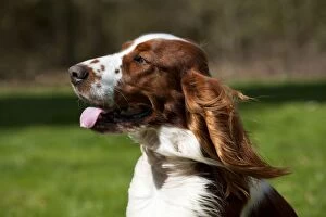 Images Dated 19th March 2012: DOG - Welsh springer spaniel with wind blown fur