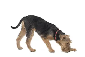 Dog - Welsh Terrier