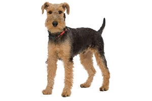 Images Dated 8th October 2010: Dog - Welsh Terrier in studio